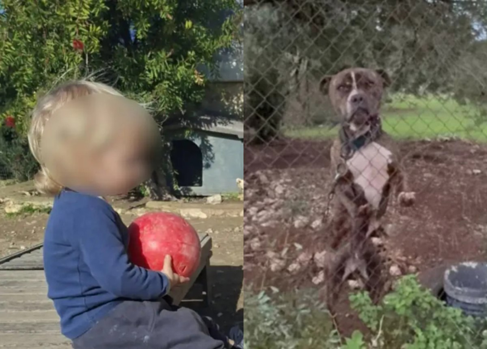 Οχι στην ευθανασία του πιτ μπουλ που σκότωσε 2χρονο στη Ζάκυνθο ΒΙΝΤΕΟ 29 Οχι στην ευθανασία του πιτ μπουλ που σκότωσε 2χρονο στη Ζάκυνθο ΒΙΝΤΕΟ