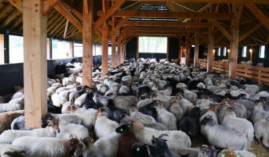 Ψάρι Ηλείας: Επιχείρησε να κλέψει Στάβλο, αλλά...