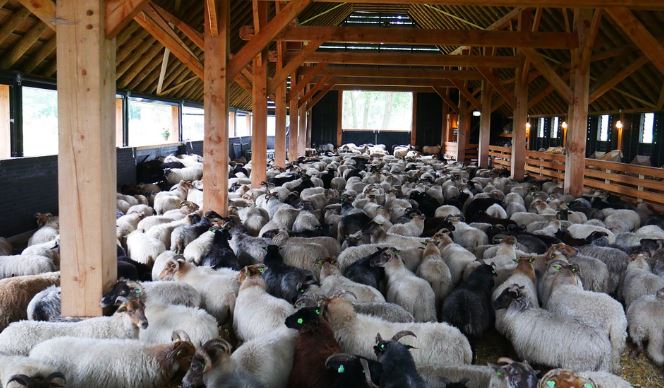 Ψάρι Ηλείας: Επιχείρησε να κλέψει Στάβλο, αλλά...