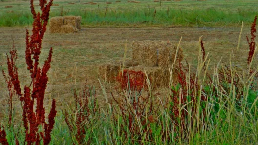 ΑΑΔΕ: Ανοίγει η εφαρμογή δήλωσης κατοχής Αγροτεμαχίων