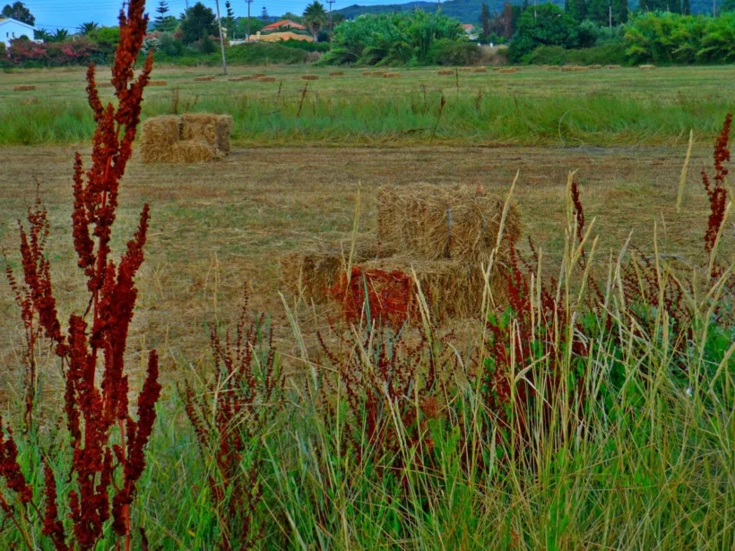 ΑΑΔΕ: Ανοίγει η εφαρμογή δήλωσης κατοχής Αγροτεμαχίων 24 ΑΑΔΕ: Ανοίγει η εφαρμογή δήλωσης κατοχής Αγροτεμαχίων
