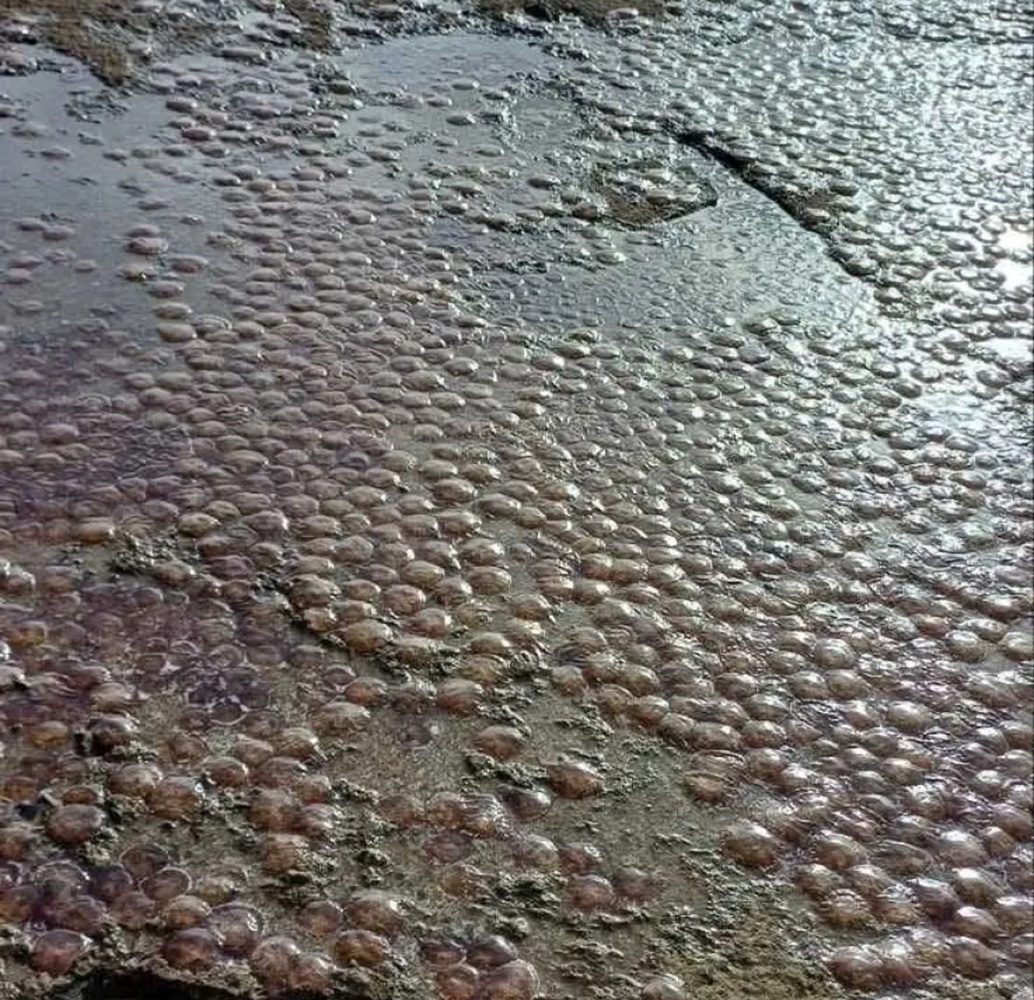 Εύβοια: Συναγερμός για εκατοντάδες μέδουσες που ξεβράστηκαν σε παραλία