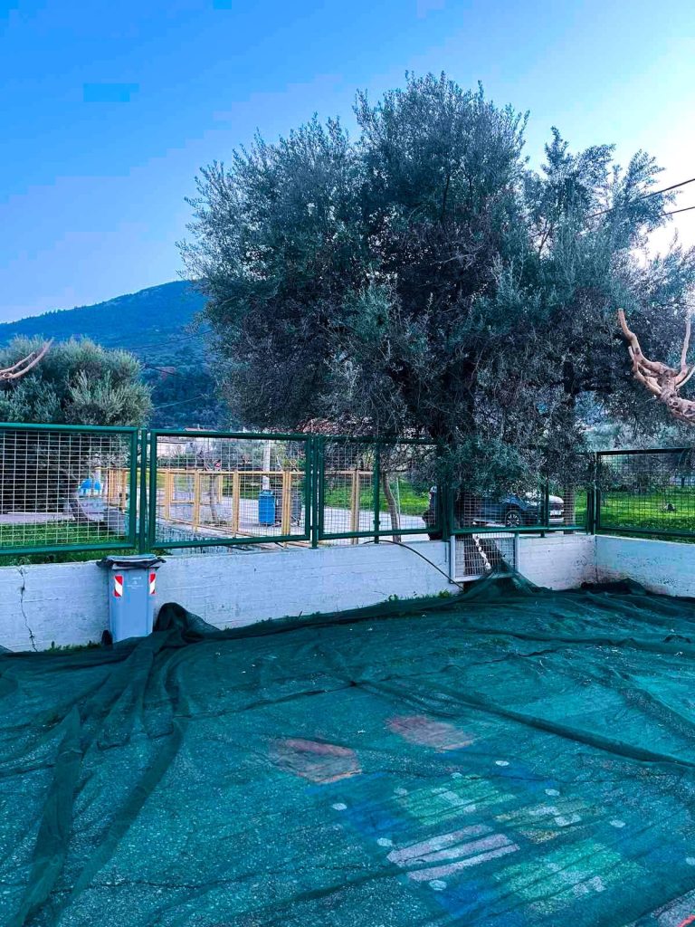 Οι μαθητές στο 1ο Δημοτικό Σχολείο Ακράτας μάζεψαν ελιές ΦΩΤΟ 33 Οι μαθητές στο 1ο Δημοτικό Σχολείο Ακράτας μάζεψαν ελιές ΦΩΤΟ