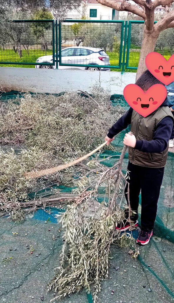 Οι μαθητές στο 1ο Δημοτικό Σχολείο Ακράτας μάζεψαν ελιές ΦΩΤΟ 31 Οι μαθητές στο 1ο Δημοτικό Σχολείο Ακράτας μάζεψαν ελιές ΦΩΤΟ