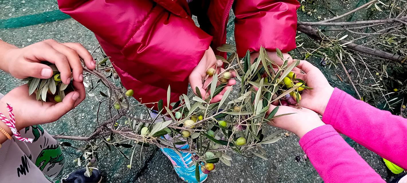 Οι μαθητές στο 1ο Δημοτικό Σχολείο Ακράτας μάζεψαν ελιές ΦΩΤΟ