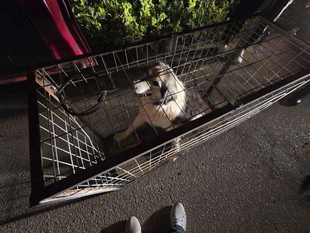 Αχαΐα: Στήθηκε «επιχείρηση» για χτυπημένο σκυλάκι μετά από εγκατάλειψη ΦΩΤΟ