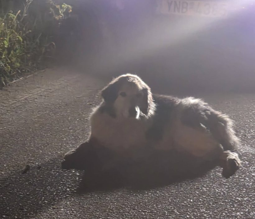 Αχαΐα: Στήθηκε «επιχείρηση» για χτυπημένο σκυλάκι μετά από εγκατάλειψη ΦΩΤΟ