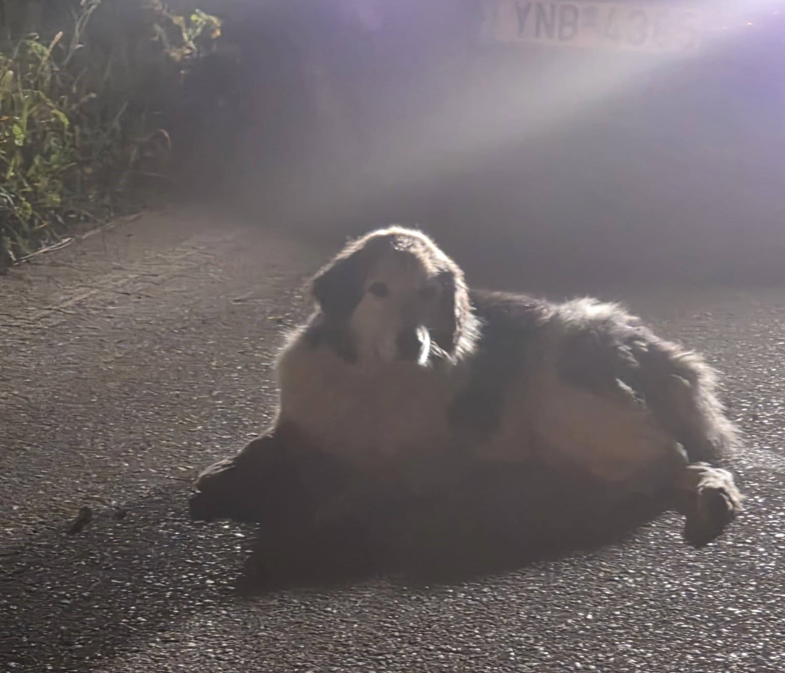 Αχαΐα: Στήθηκε «επιχείρηση» για χτυπημένο σκυλάκι μετά από εγκατάλειψη  ΦΩΤΟ