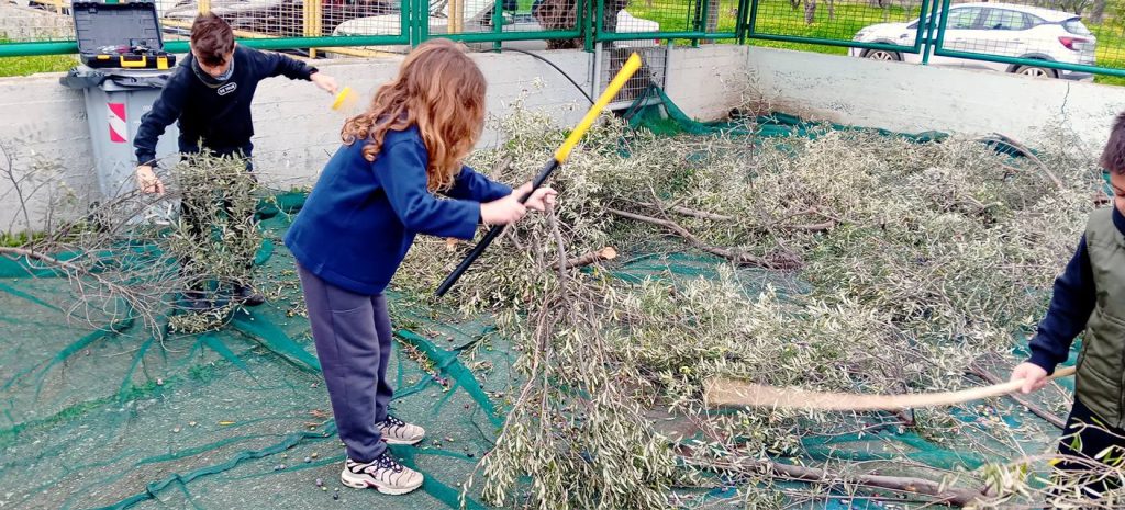 Οι μαθητές στο 1ο Δημοτικό Σχολείο Ακράτας μάζεψαν ελιές ΦΩΤΟ 30 Οι μαθητές στο 1ο Δημοτικό Σχολείο Ακράτας μάζεψαν ελιές ΦΩΤΟ
