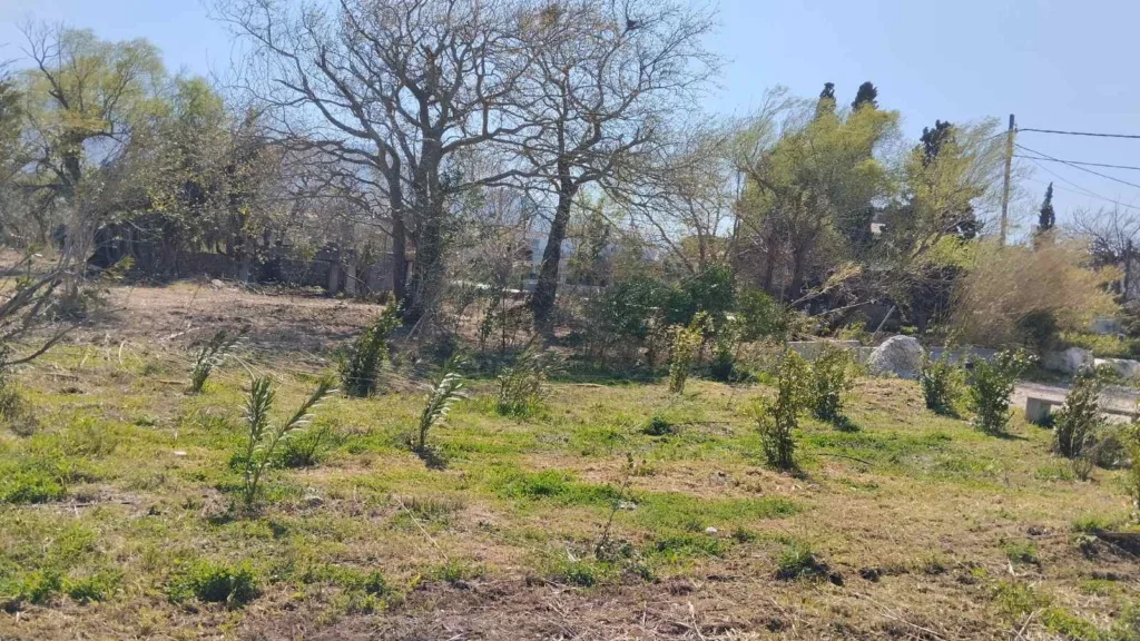 Πάτρα: Το Πλατανόδασος αποκτά ξανά φροντίδα από Δήμο και «Δράση» ΦΩΤΟ