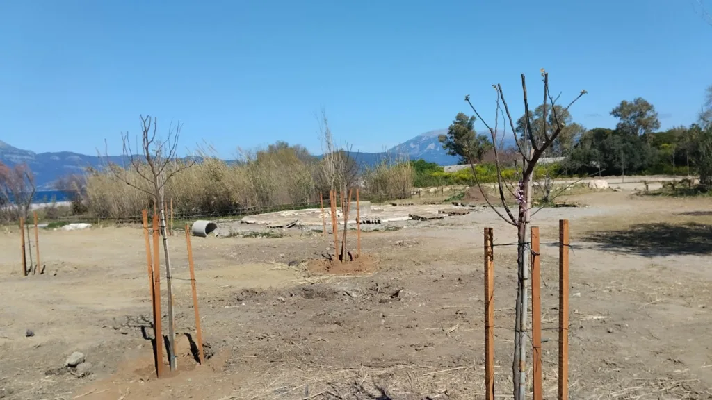 Πάτρα: Το Πλατανόδασος αποκτά ξανά φροντίδα από Δήμο και «Δράση» ΦΩΤΟ