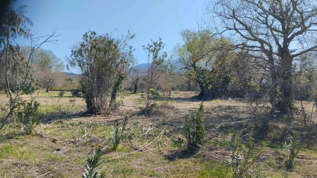 Πάτρα: Το Πλατανόδασος αποκτά ξανά φροντίδα από Δήμο και «Δράση» ΦΩΤΟ