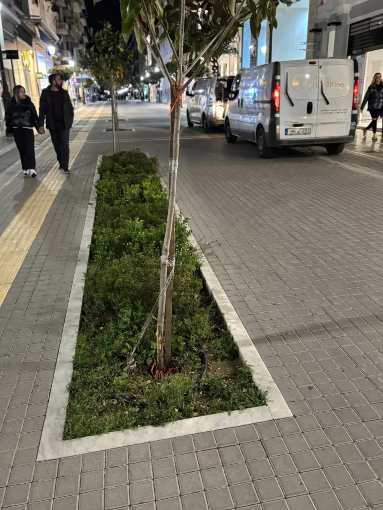Πάτρα: Κόλλησαν σπασμένα δέντρα με ταινία - Σε πεζόδρομο ΦΩΤΟ 29 Πάτρα: Κόλλησαν σπασμένα δέντρα με ταινία - Σε πεζόδρομο ΦΩΤΟ