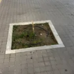 Πάτρα: Κόλλησαν σπασμένα δέντρα με ταινία - Σε πεζόδρομο ΦΩΤΟ