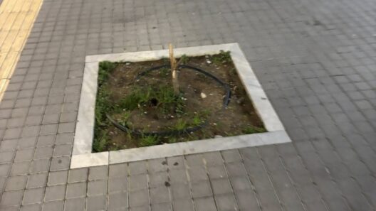 Πάτρα: Κόλλησαν σπασμένα δέντρα με ταινία - Σε πεζόδρομο ΦΩΤΟ