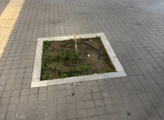 Πάτρα: Κόλλησαν σπασμένα δέντρα με ταινία - Σε πεζόδρομο ΦΩΤΟ