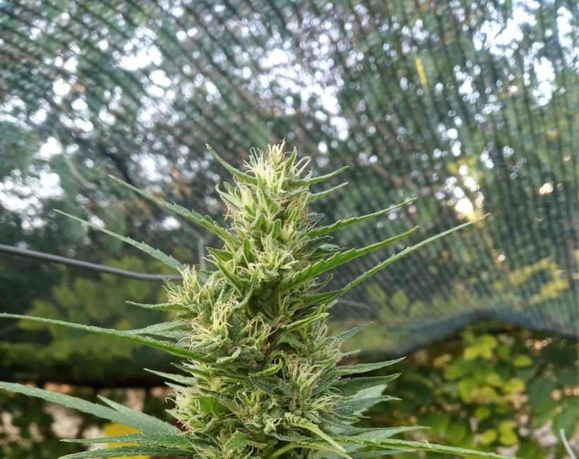 Πάτρα: Σύλληψη άνδρα για κάνναβη και ναρκωτική ουσία boom