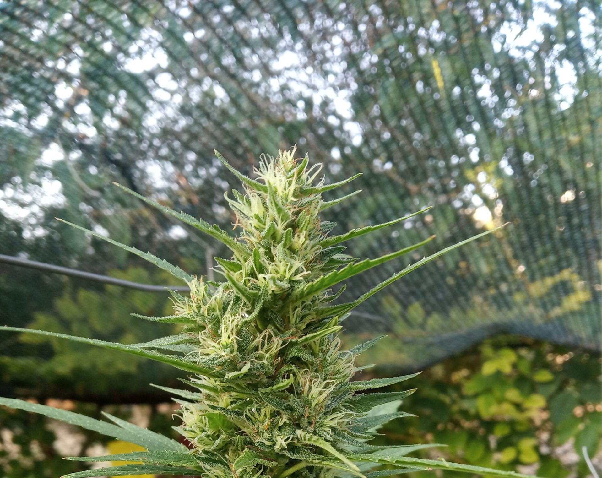 Πάτρα: Σύλληψη άνδρα για κάνναβη και ναρκωτική ουσία boom