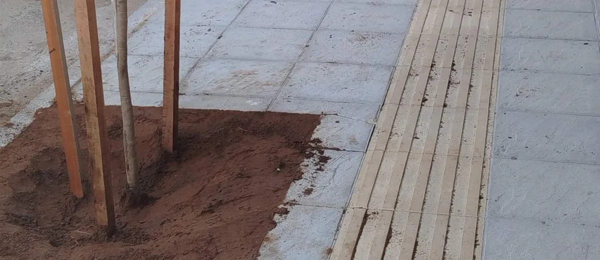 Πάτρα: Δενδροφύτευση σε νέα πεζοδρόμια, από τον Δήμο ΦΩΤΟ