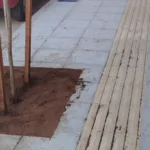 Πάτρα: Δενδροφύτευση σε νέα πεζοδρόμια, από τον Δήμο ΦΩΤΟ