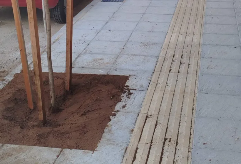 Πάτρα: Δενδροφύτευση σε νέα πεζοδρόμια, από τον Δήμο ΦΩΤΟ