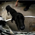 Πάτρα: Παράνομη διακίνηση ζώων στο Λιμάνι - Επενέβη η Δικαιοσύνη και η Ευρωπαική Ενωση ΦΩΤΟ