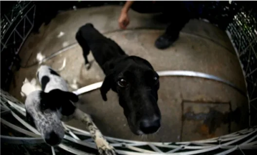 Πάτρα: Παράνομη διακίνηση ζώων στο Λιμάνι - Επενέβη η Δικαιοσύνη και η Ευρωπαική Ενωση ΦΩΤΟ