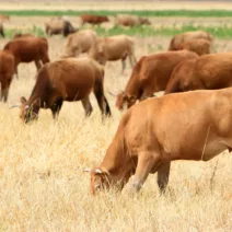Λήψη έκτακτων μέτρων για την αντιμετώπιση ζωονόσων - Επέκταση των παρεμβάσεων της ευλογιάς και στον αφθώδη πυρετό