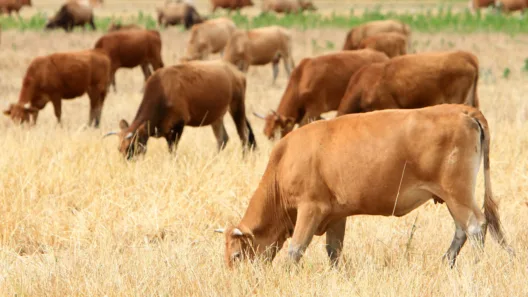 Αφθώδης πυρετός: Όσα πρέπει να ξέρετε - Τα συμπτώματα και τα μέτρα