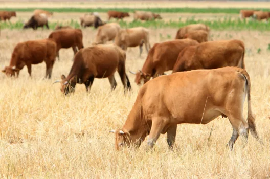 Αφθώδης πυρετός: Όσα πρέπει να ξέρετε - Τα συμπτώματα και τα μέτρα