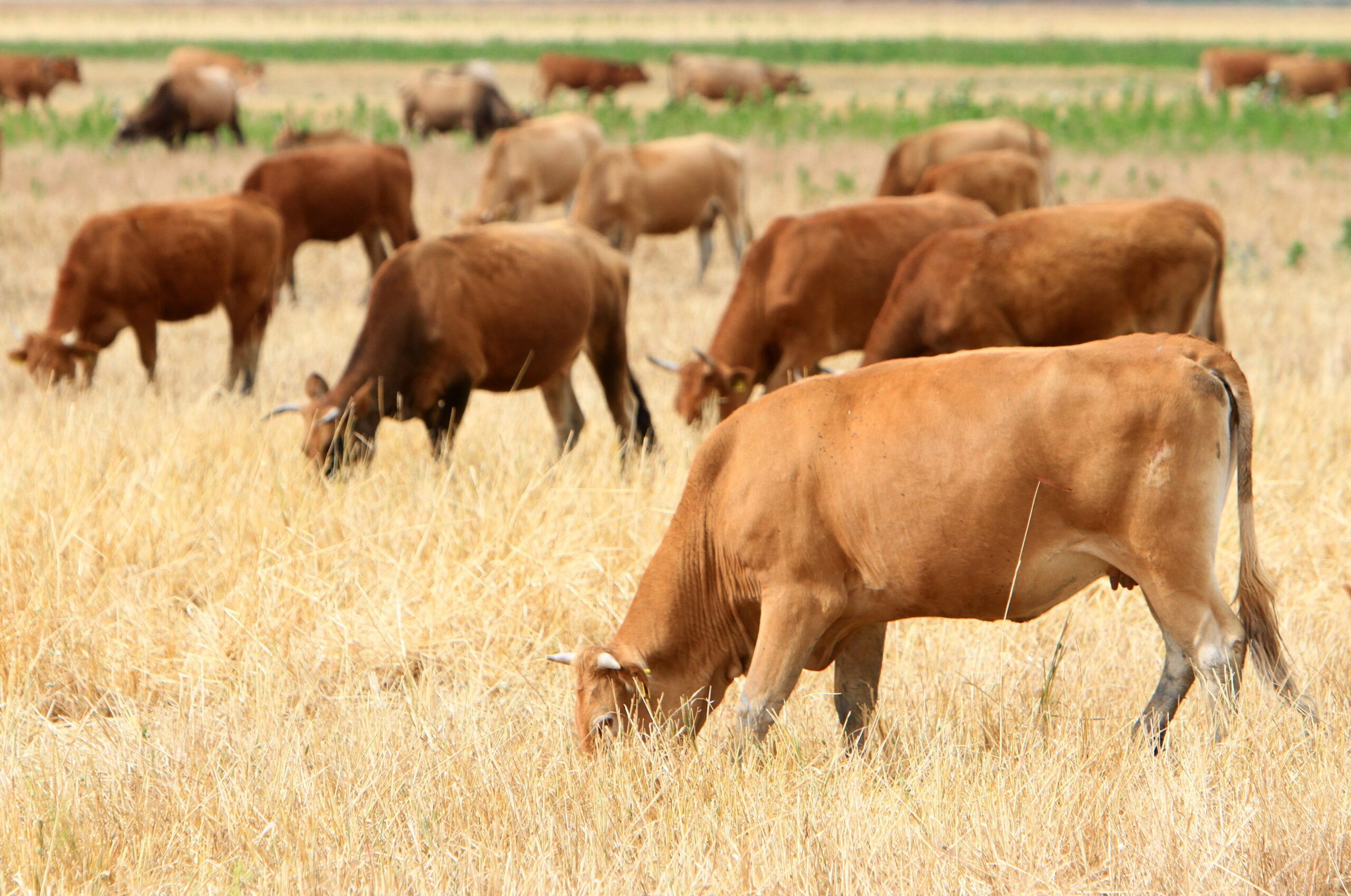 Λήψη έκτακτων μέτρων για την αντιμετώπιση ζωονόσων - Επέκταση των παρεμβάσεων της ευλογιάς και στον αφθώδη πυρετό 4 Λήψη έκτακτων μέτρων για την αντιμετώπιση ζωονόσων - Επέκταση των παρεμβάσεων της ευλογιάς και στον αφθώδη πυρετό