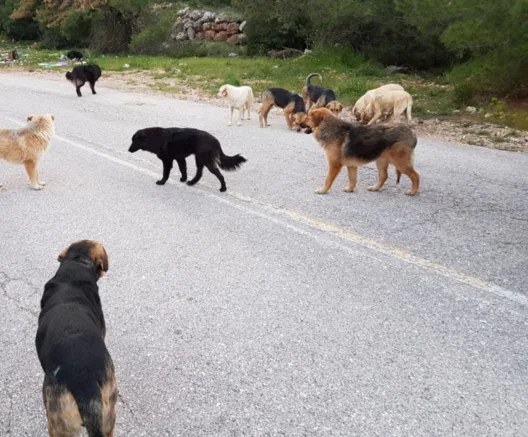 Τουρίστρια δέχθηκε επίθεση αγέλης σκύλων, νοσηλεύεται στη ΜΕΘ, χειροπέδες σε αντιδήμαρχο