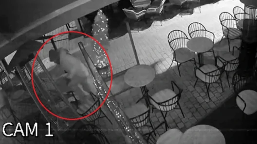 Αγρίνιο: Διαρρήκτης σκαρφάλωσε σε τέντα για να μπει σε κατάστημα ΒΙΝΤΕΟ