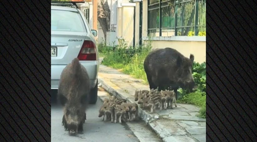 Οικογενειακή βόλτα για αγριογούρουνα στους Θρακομακεδόνες ΒΙΝΤΕΟ 24 Πολυμελής οικογένεια από αγριογούρουνα