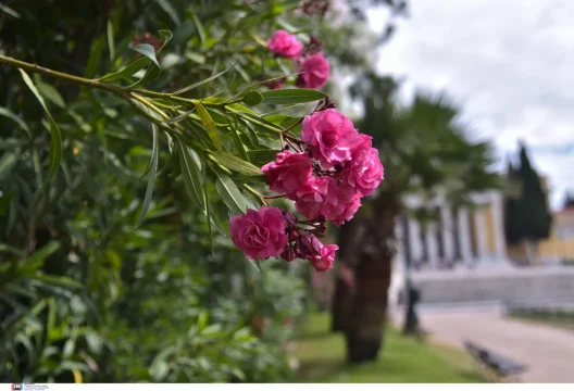Αχαΐα: Ανοιξιάτικος καιρός, σήμερα - Η πρόγνωση μέχρι Σάββατο 26 Αχαΐα: Ανοιξιάτικος καιρός, σήμερα - Η πρόγνωση μέχρι Σάββατο