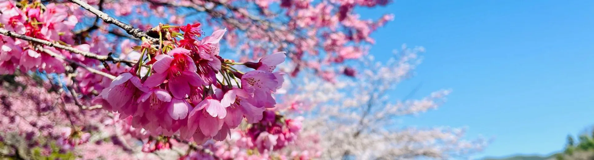 Καιρός: Ανοιξη τέλος από την Πρωτομαγιά, η πρόγνωσ