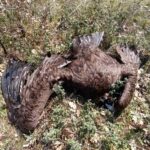 Νεκρά άγρια ζώα από δηλητηριασμένα δολώματα στο δάσος της Δαδιάς