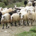 ΥΠΑΑΤ για ευλογιά και αυθώδη πυρετό: Καμία χαλάρωση στην εφαρμογή των μέτρων ενόψει Πάσχα