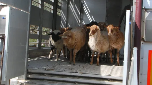 Δυτική Αχαΐα: Μετακινούσε αιγοπρόβατα παραβιάζοντας περιοριστικά μέτρα