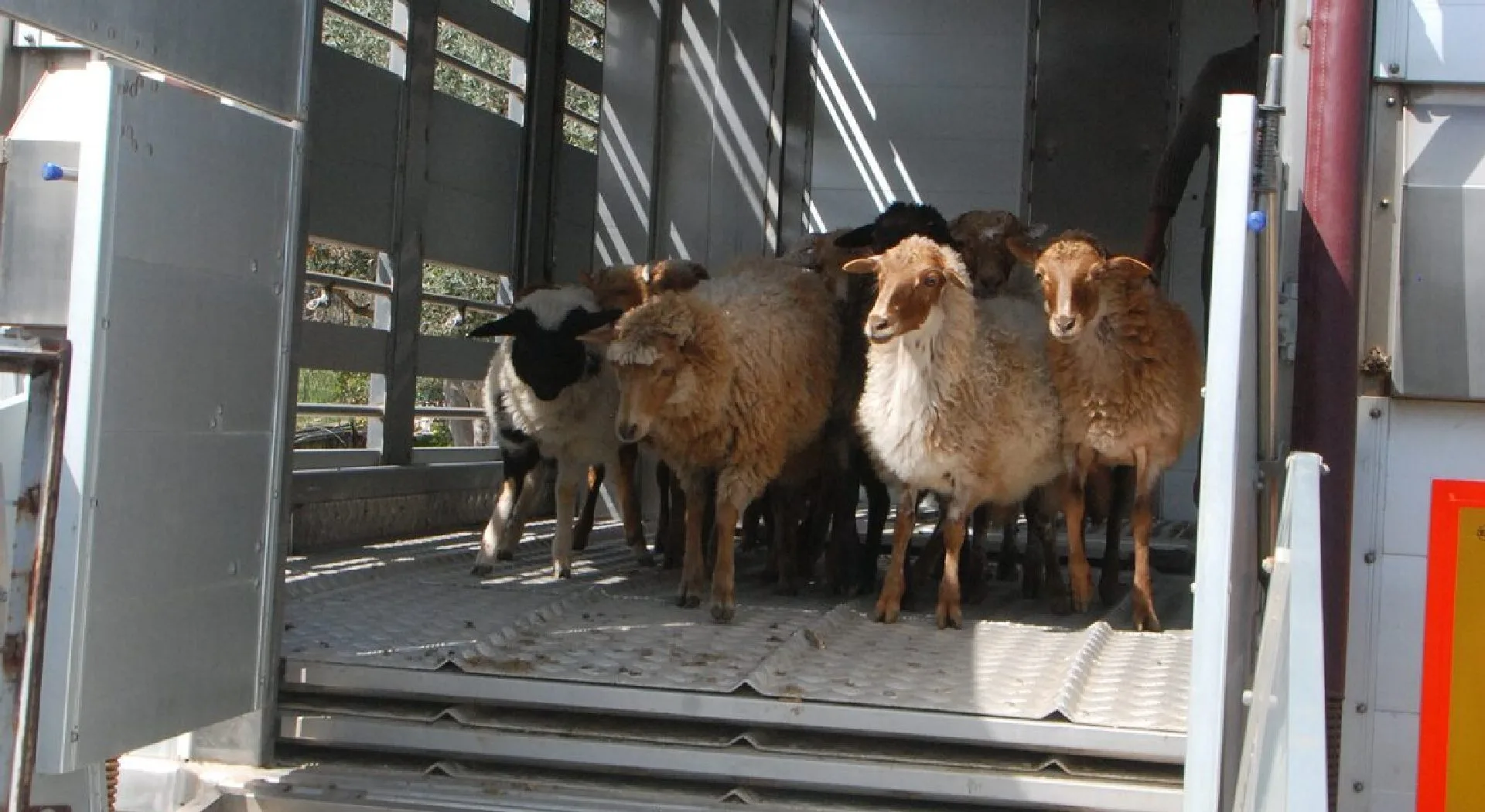 Δυτική Αχαΐα: Μετακινούσε αιγοπρόβατα παραβιάζοντας περιοριστικά μέτρα