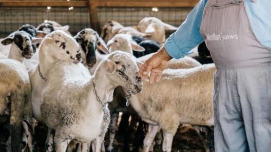 Αχαΐα: Σε καθεστώς «Απαγορευμένης Ζώνης» με μέτρα περιορισμού μετακινήσεων αιγοπροβάτων λόγω ευλογιάς