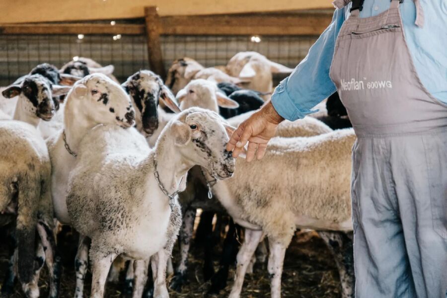 Αχαΐα: Σε καθεστώς «Απαγορευμένης Ζώνης» με μέτρα περιορισμού μετακινήσεων αιγοπροβάτων λόγω ευλογιάς