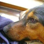 Πάτρα: Αλυσοδεμένος σκύλος χωρίς τροφή, συνελήφθη ο ιδιοκτήτης του