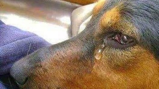 Πάτρα: Αλυσοδεμένος σκύλος χωρίς τροφή, συνελήφθη ο ιδιοκτήτης του