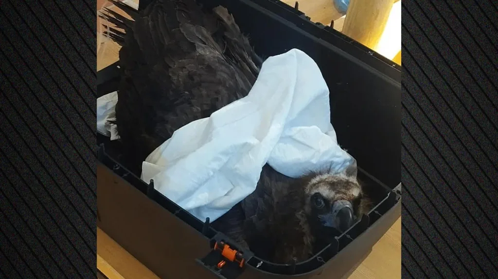 Δαδιά: Δηλητηρίασαν μαυρογύπες, νεκροί οι εννέα