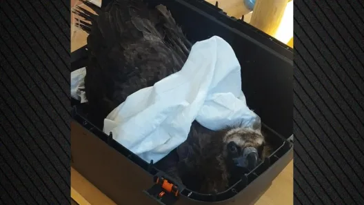 Δαδιά: Δηλητηρίασαν μαυρογύπες, νεκροί οι εννέα