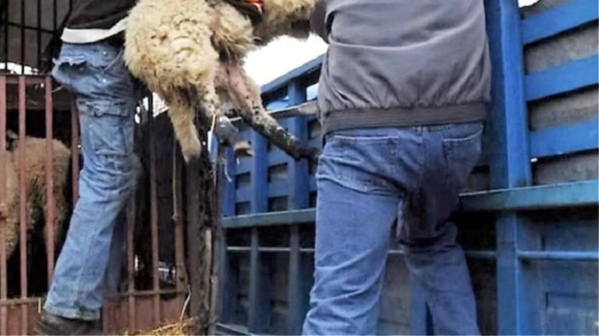 Αιτωλοακαρνανία: «Οργανωμένοι» ζωοκλέφτες, πως δρούσε το κύκλωμα, τα ζώα κατέληγαν σε κρεωπολεία στο Αγρίνιο ΦΩΤΟ