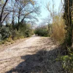 Πάτρα: Αντίδραση των Οικολόγων για το Πλατανόδασος - Από φυσικό Αλσος...Τεχνητό «Πάρκο» ΦΩΤΟ