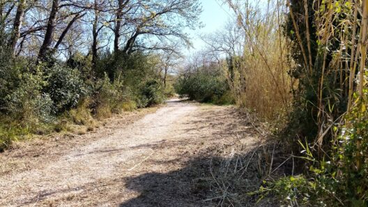 Πάτρα: Αντίδραση των Οικολόγων για το Πλατανόδασος - Από φυσικό Αλσος...Τεχνητό «Πάρκο» ΦΩΤΟ