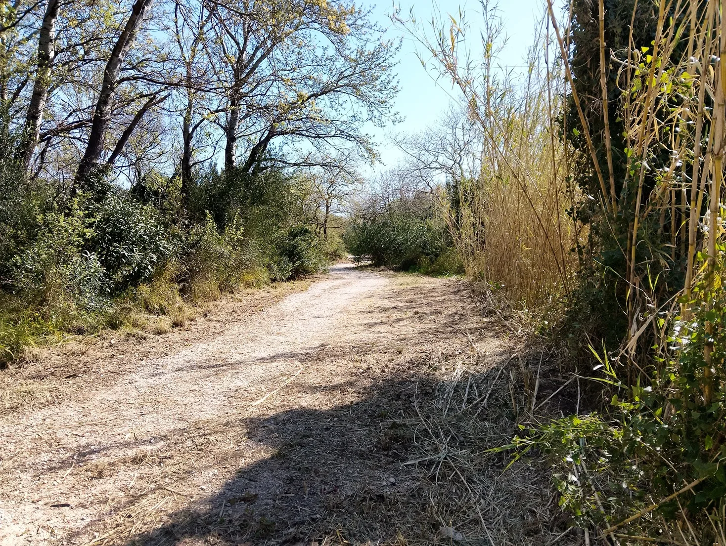 Πάτρα: Αντίδραση των Οικολόγων για το Πλατανόδασος - Από φυσικό Αλσος...Τεχνητό «Πάρκο» ΦΩΤΟ 4 Πάτρα: Αντίδραση των Οικολόγων για το Πλατανόδασος - Από φυσικό Αλσος...Τεχνητό «Πάρκο» ΦΩΤΟ